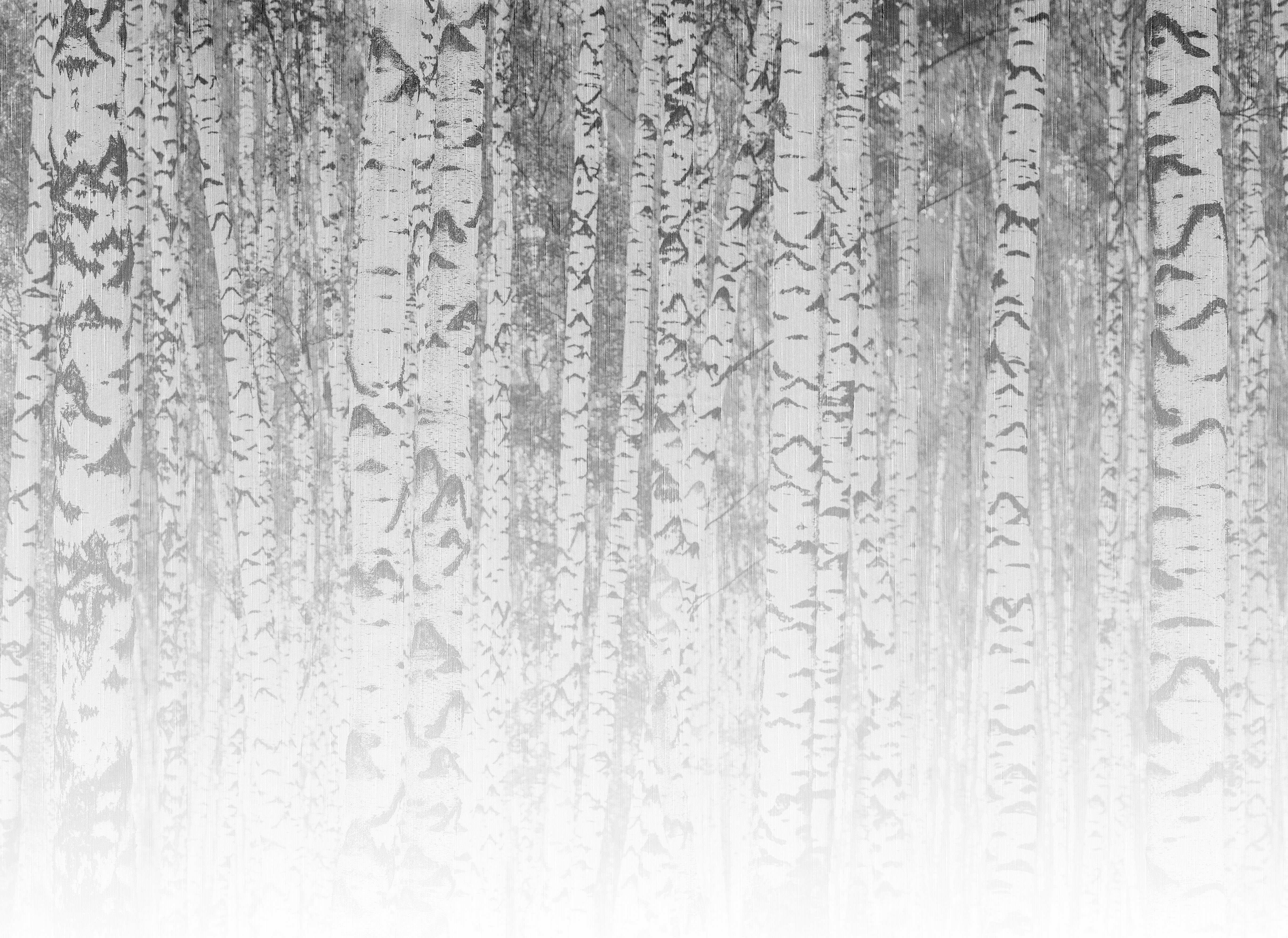 FOTOTAPETE BirchForest1 by AS CREATION